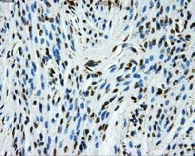 Immunohistochemistry: GRASP1 Antibody (OTI1E3) - Azide and BSA Free [NBP2-72064]