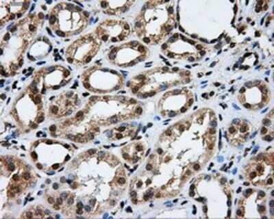 Immunohistochemistry: GRASP1 Antibody (OTI1E3) - Azide and BSA Free [NBP2-72064]