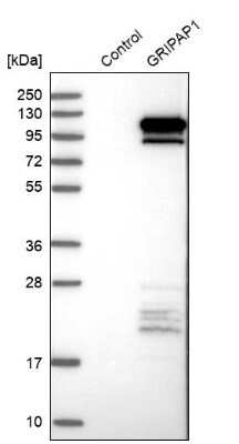 Western Blot: GRASP1 Antibody [NBP1-85103]