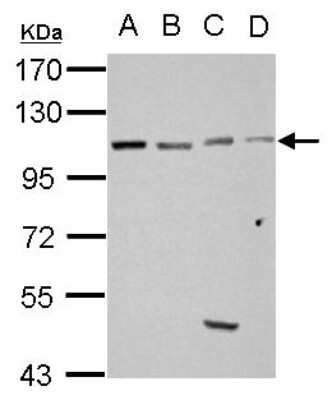 Western Blot: GRASP1 Antibody [NBP2-16739]