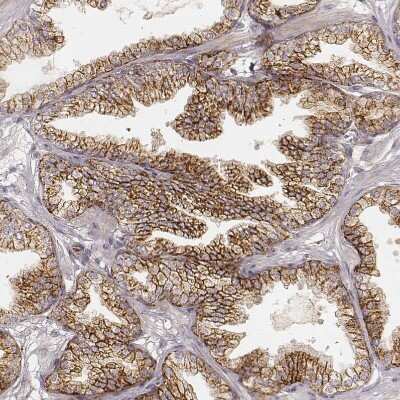 Immunohistochemistry-Paraffin: GRASP55 Antibody (CL2610) [NBP2-36779]