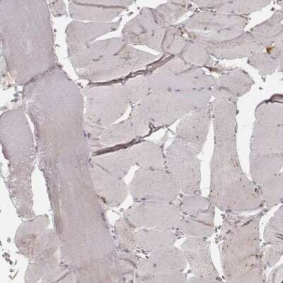 Immunohistochemistry-Paraffin: GRASP55 Antibody (CL2610) [NBP2-36779]