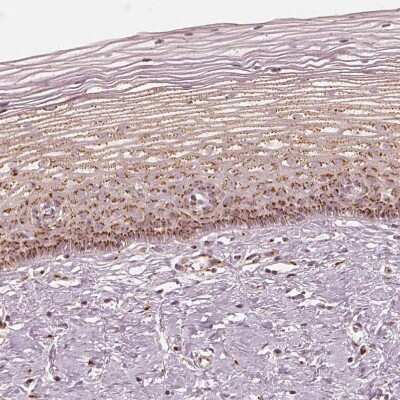 Immunohistochemistry-Paraffin: GRASP55 Antibody [NBP2-38244]