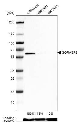 Western Blot: GRASP55 Antibody [NBP2-38244]