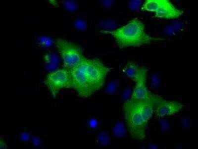 Immunocytochemistry/ Immunofluorescence: GRASP65 Antibody (OTI5G8) [NBP2-02665]
