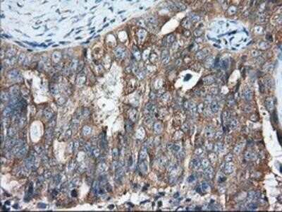 Immunohistochemistry-Paraffin: GRASP65 Antibody (OTI5G8) [NBP2-02665]
