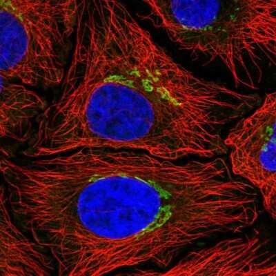 Immunocytochemistry/ Immunofluorescence: GRASP65 Antibody [NBP2-47443]