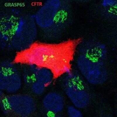 Flow Cytometry: GRASP65 Antibody (OTI5G8) - Azide and BSA Free [NBP2-72144]