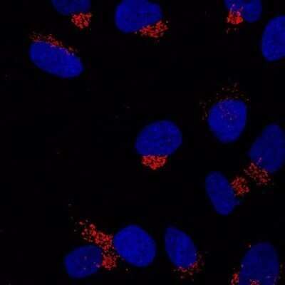 Immunocytochemistry/ Immunofluorescence: GRASP65 Antibody (OTI5G8) - Azide and BSA Free [NBP2-72144]