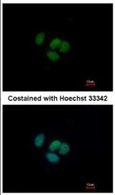 Immunocytochemistry/ Immunofluorescence: GRHL1 Antibody [NBP2-16744]