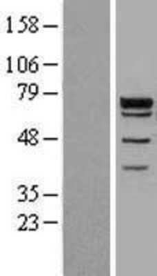 Western Blot: GRHL1 Overexpression Lysate [NBP2-10237]