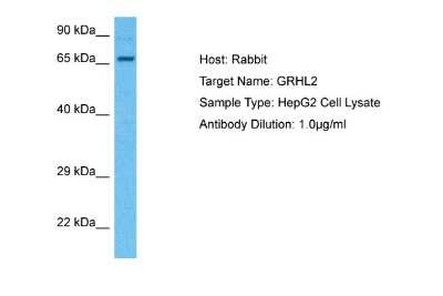 Western Blot: GRHL2 Antibody [NBP1-80369]