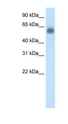 Western Blot: GRHL3 Antibody [NBP1-80018]