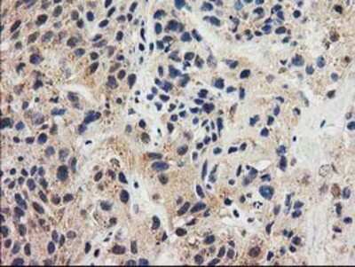 Immunohistochemistry-Paraffin: GRHPR Antibody (OTI2H4) [NBP2-03348]