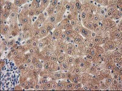 Immunohistochemistry-Paraffin: GRHPR Antibody (OTI2H4) [NBP2-03348]