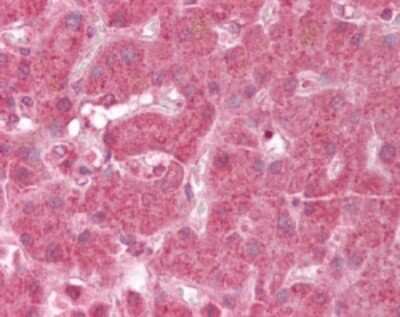 Immunohistochemistry-Paraffin: GRIM19 Antibody [NB100-56621]
