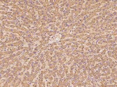 Immunohistochemistry-Paraffin: GRIM19 Antibody [NBP2-98488]