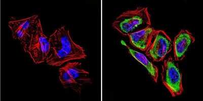 Immunocytochemistry/ Immunofluorescence: GRK1 Antibody (D11) - BSA Free [NB120-2776]