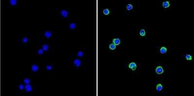 Immunocytochemistry/ Immunofluorescence: GRK1 Antibody (D11) - BSA Free [NB120-2776]
