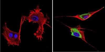 Immunocytochemistry/ Immunofluorescence: GRK1 Antibody (D11) - BSA Free [NB120-2776]