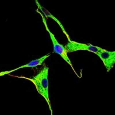 Immunocytochemistry/ Immunofluorescence: GRK2 Antibody (3F8) - BSA Free [NBP2-37611]