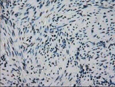 Immunohistochemistry-Paraffin: GRP75/HSPA9B/Mortalin Antibody (OTI9F8) [NBP1-47801]