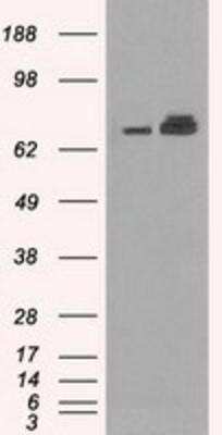 Western Blot: GRP75/HSPA9B/Mortalin Antibody (OTI9F8) [NBP1-47801]