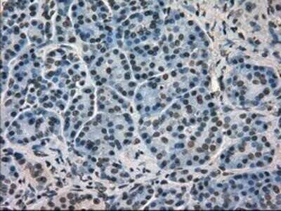 Immunohistochemistry: GRP75/HSPA9B/Mortalin Antibody (OTI9F8) - Azide and BSA Free [NBP2-70963]