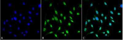 Immunocytochemistry/ Immunofluorescence: GRP78/HSPA5 Antibody (3C5-1A4) [NBP2-59692]