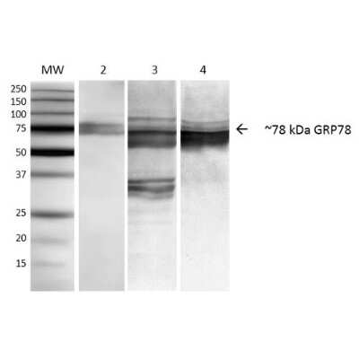Western Blot: GRP78/HSPA5 Antibody (3C5-1A4) [NBP2-59692]