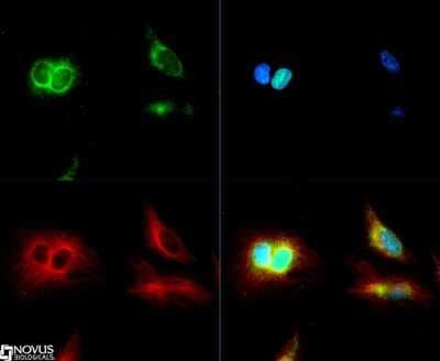 Immunocytochemistry/ Immunofluorescence: GRP78/HSPA5 Antibody - BSA Free [NB300-520]