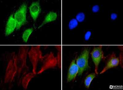 Immunocytochemistry/ Immunofluorescence: GRP78/HSPA5 Antibody - BSA Free [NBP1-06277]