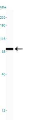 Simple Western: GRP78/HSPA5 Antibody [NB100-56411]