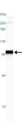 Simple Western: GRP78/HSPA5 AntibodyBSA Free [NBP1-06274]