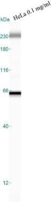 Simple Western: GRP78/HSPA5 AntibodyBSA Free [NBP1-06277]