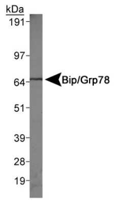 Western Blot: GRP78/HSPA5 AntibodyBSA Free [NBP1-06274]