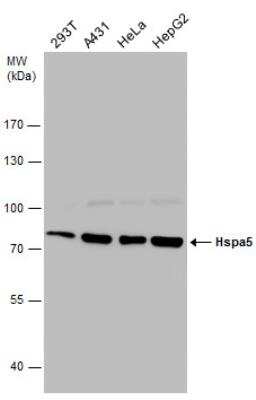 Western Blot: GRP78/HSPA5 Antibody [NBP2-42848]