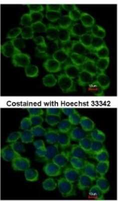 Immunocytochemistry/ Immunofluorescence: gp96/HSP90B1/GRP94 Antibody [NBP1-32118]