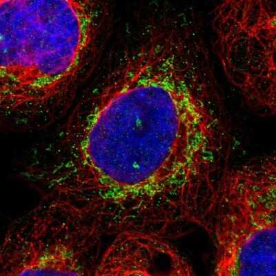 Immunocytochemistry/ Immunofluorescence: GRPEL2 Antibody [NBP1-85099]