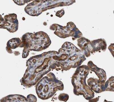 Immunohistochemistry-Paraffin: GRPEL2 Antibody [NBP1-85099]