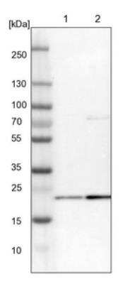 Western Blot: GRPEL2 Antibody [NBP1-85099]