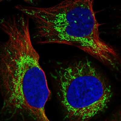 Immunocytochemistry/ Immunofluorescence: GRSF1 Antibody [NBP1-89488]