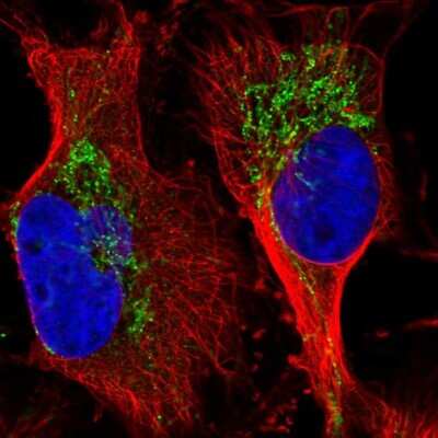 Immunocytochemistry/ Immunofluorescence: GRSF1 Antibody [NBP2-38341]