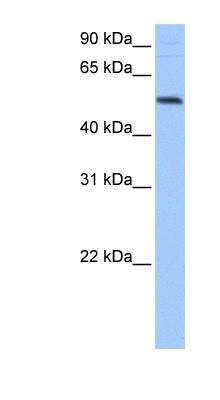 Western Blot: GRSF1 Antibody [NBP1-57316]