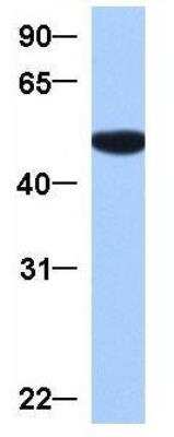 Western Blot: GRSF1 Antibody [NBP1-57316]
