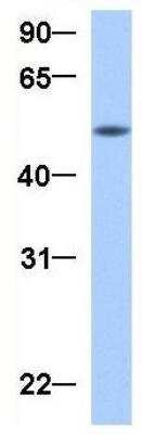 Western Blot: GRSF1 Antibody [NBP1-57316]