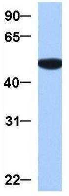 Western Blot: GRSF1 Antibody [NBP1-57316]