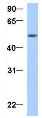 Western Blot: GRSF1 Antibody [NBP1-57316]