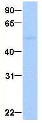 Western Blot: GRSF1 Antibody [NBP1-57316]