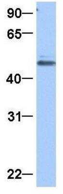 Western Blot: GRSF1 Antibody [NBP1-57316]